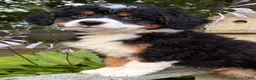 Mini Bernedoodle dogs for sale: 💛IN BOSTON MASSACHUSETTS AREA💛TRADITIONAL TRI COLOR💛MINI BERNEDOODLE BOY💛 - Ad 8
