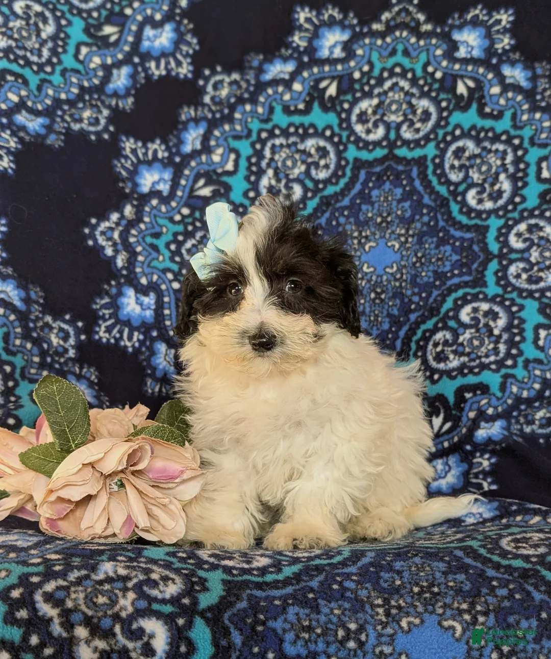 Maltipoo dogs for sale: Destiny - Ad 1