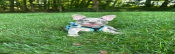 French Bulldog dogs for sale:  Lain - Ad 3