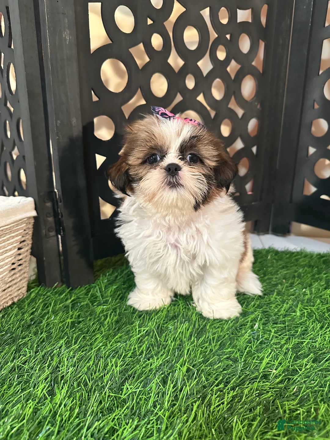 Shih Tzu dogs for sale: Lily Pretty Female Shih-tzu Puppy - Ad 5
