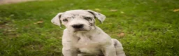Great Dane dogs for sale: Beatrice Great Dane  - Ad 1