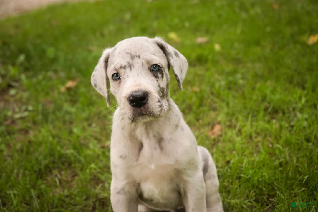 Great Dane dogs for sale: Beatrice Great Dane  - Ad 1
