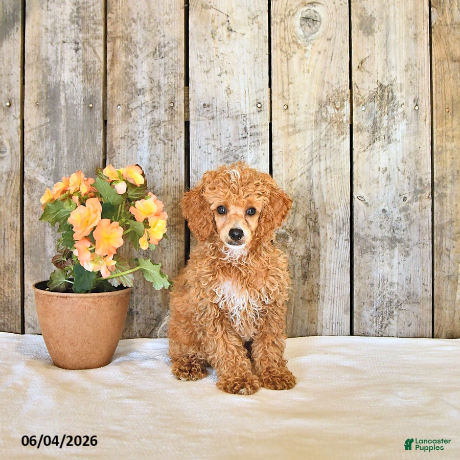 Miniature Poodle dogs for sale: Logan - Ad 1
