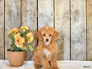 Miniature Poodle dogs for sale: Logan - Ad 3