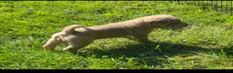 Shar Pei dogs for sale: Lyla - Ad 22