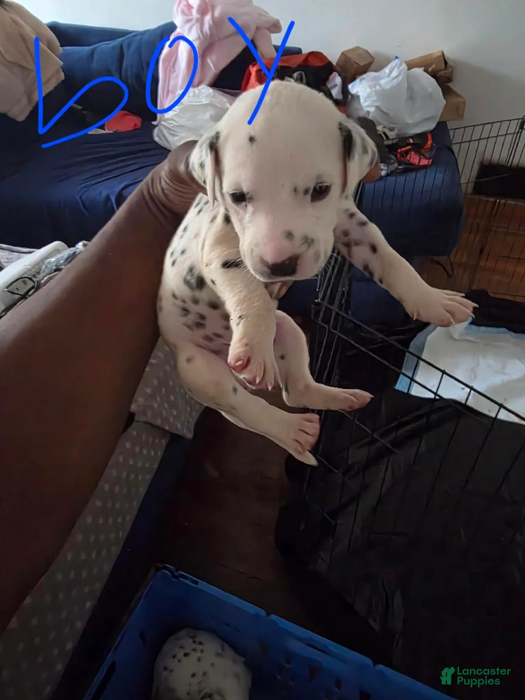 Dalmatian dogs for sale: Boy 4 - Ad 1