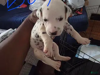 Dalmatian dogs Boy 4 - Ad 11