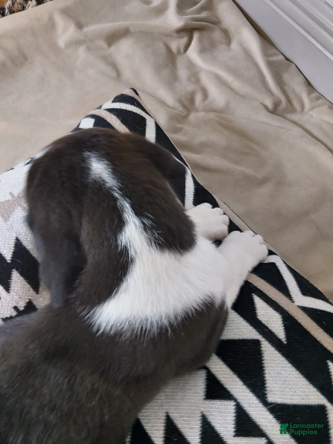 Mixed Breed dogs for sale: Phoebe - Ad 2