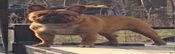 French Bulldog dogs for stud: Raider  - Ad 3
