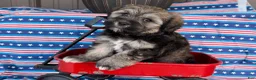 Mixed Breed dogs for sale: Janelle  - Ad 3
