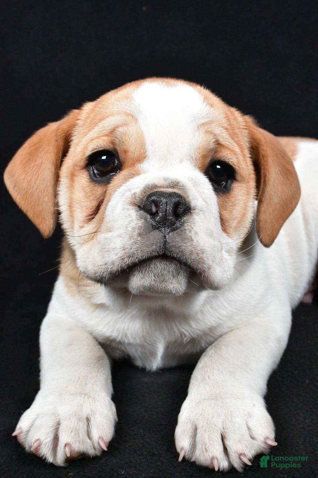 Mixed Breed dogs for sale: Diesel - Ad 9