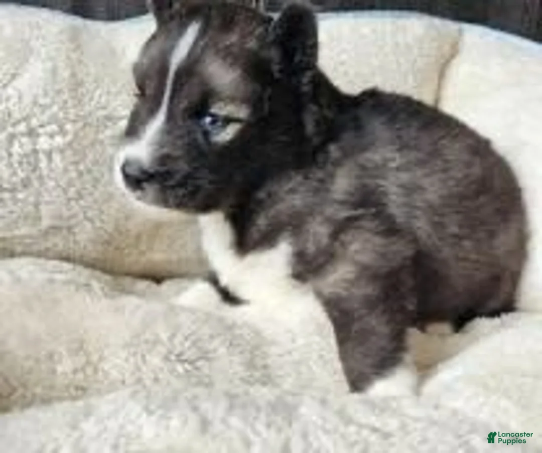 Siberian Husky dogs for sale: Siberian Husky 2 - Ad 3