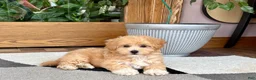 Maltipoo dogs for sale: Jaden  - Ad 7