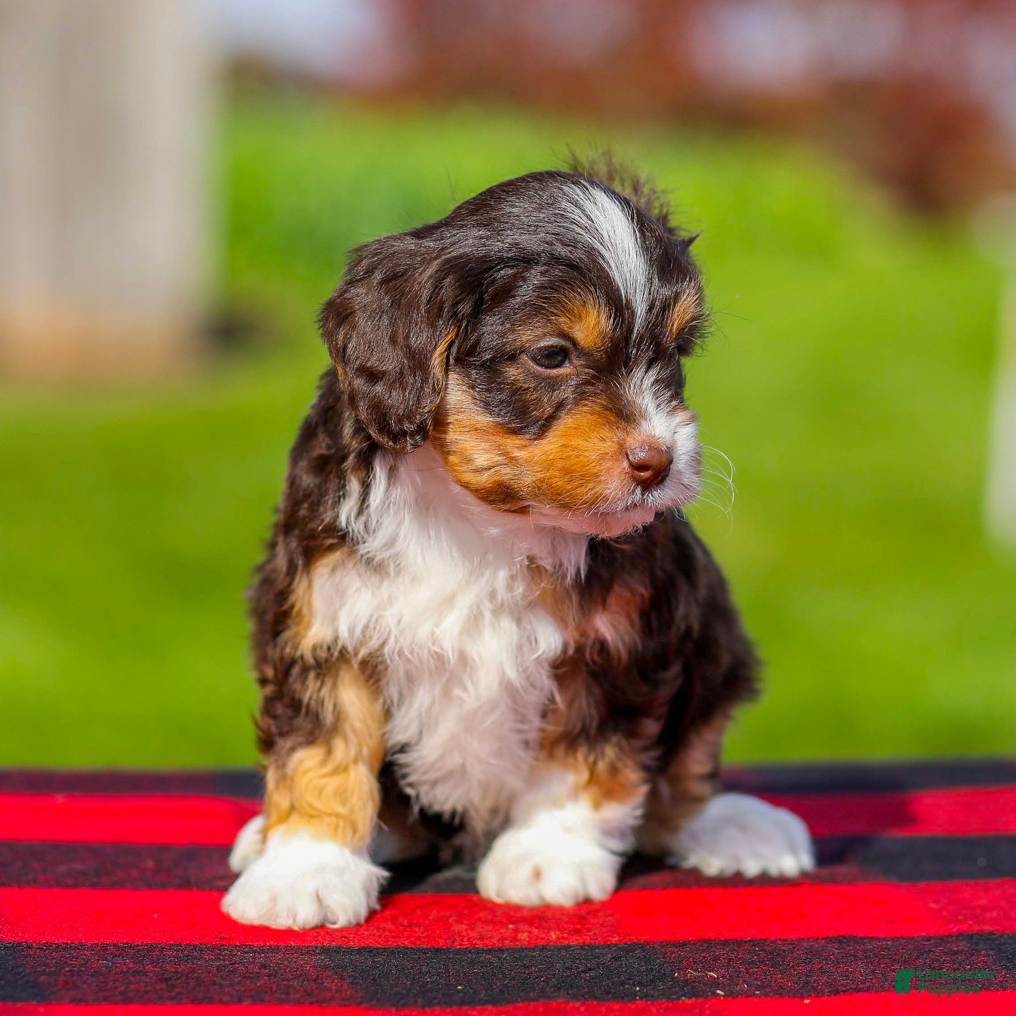 Mini Aussiedoodle dogs for sale: Blaze - Ad 2