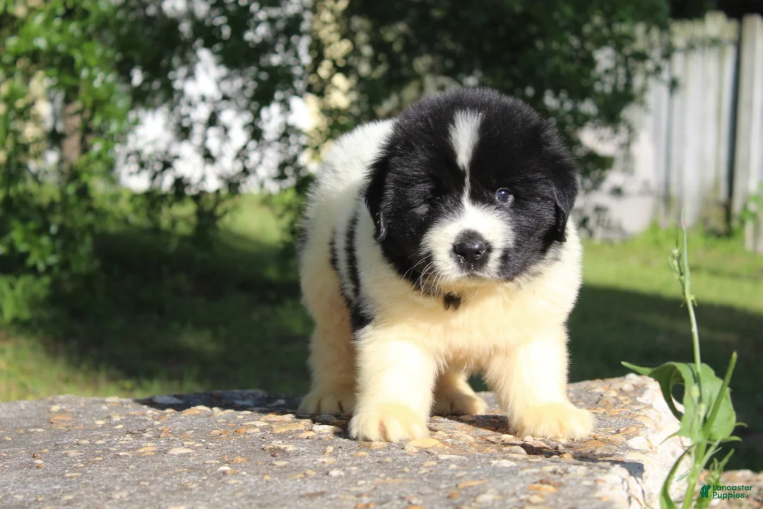 Newfoundland dogs for sale: Bentley - Ad 1