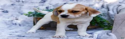 Puggle dogs for sale: Billy - Ad 10