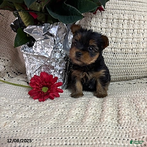 Yorkshire Terrier dogs Bella - Ad 12