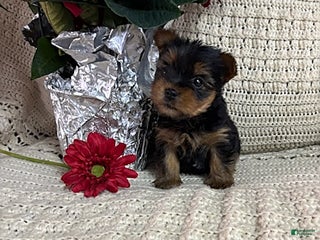 Yorkshire Terrier dogs Bella - Ad 12
