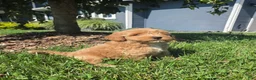 Mini Goldendoodle dogs for sale: Benson - Ad 5