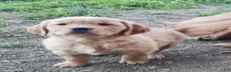 Golden Retriever dogs for sale: Maximus - Ad 5