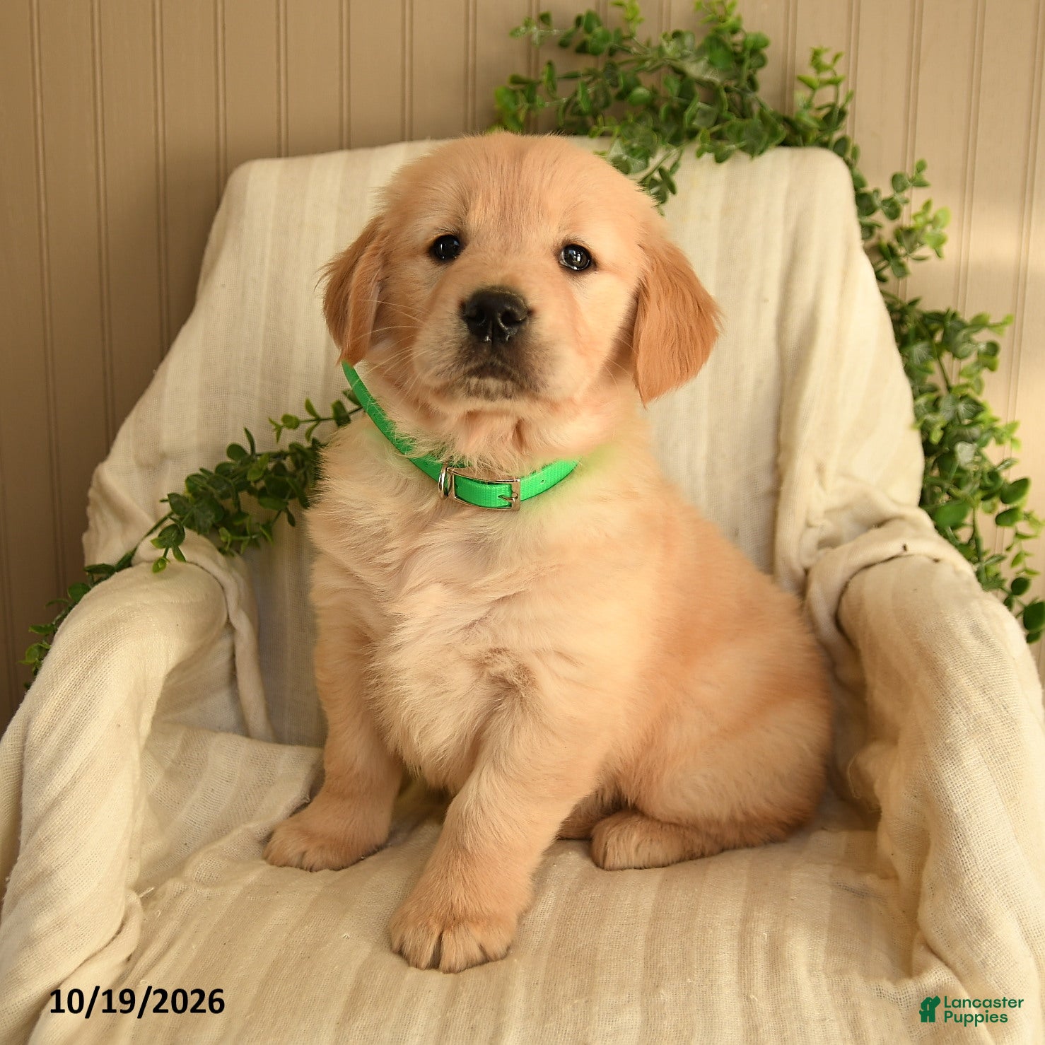 Golden Retriever dogs for sale: Crystal - Ad 1
