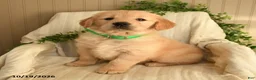 Golden Retriever dogs for sale: Crystal - Ad 1