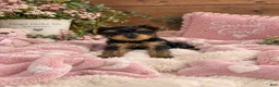 Yorkshire Terrier dogs for sale: River - Ad 2