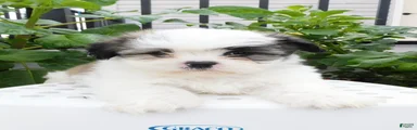 Peter 