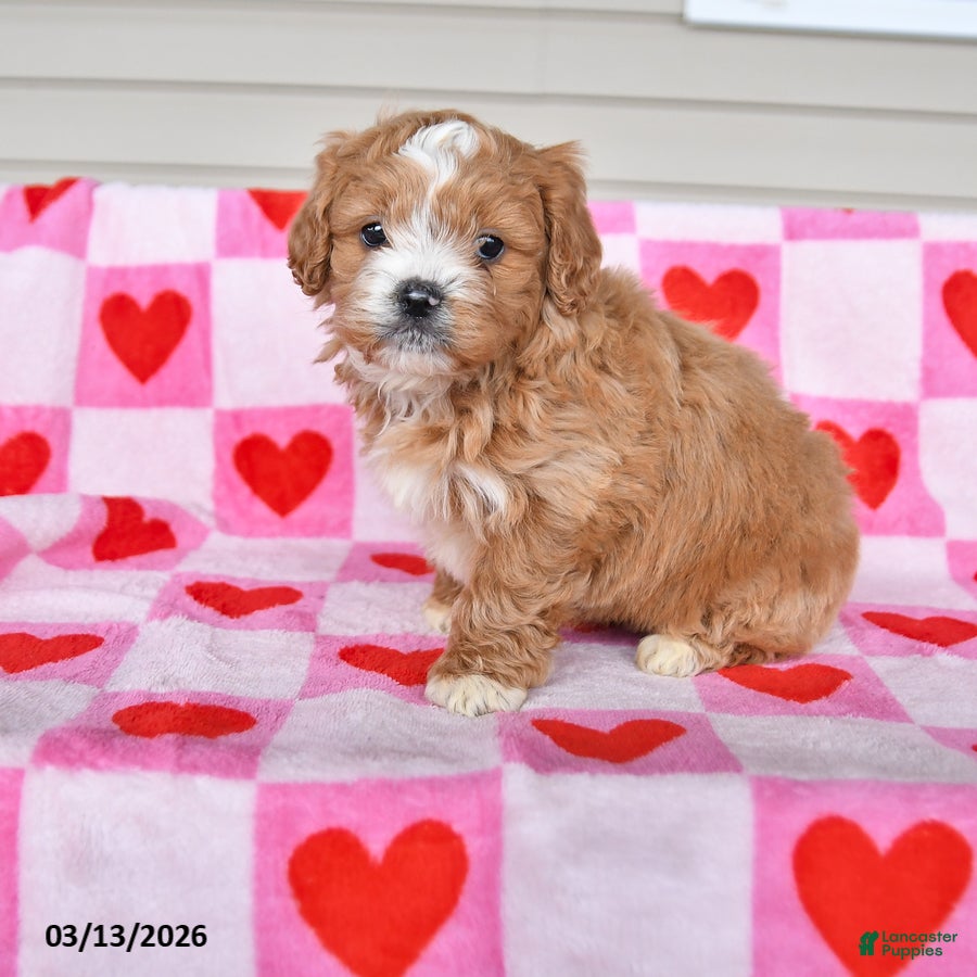 Shihpoo dogs Katie - Ad 1
