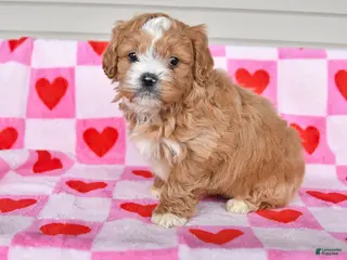 Shihpoo dogs for sale: Katie - Ad 4