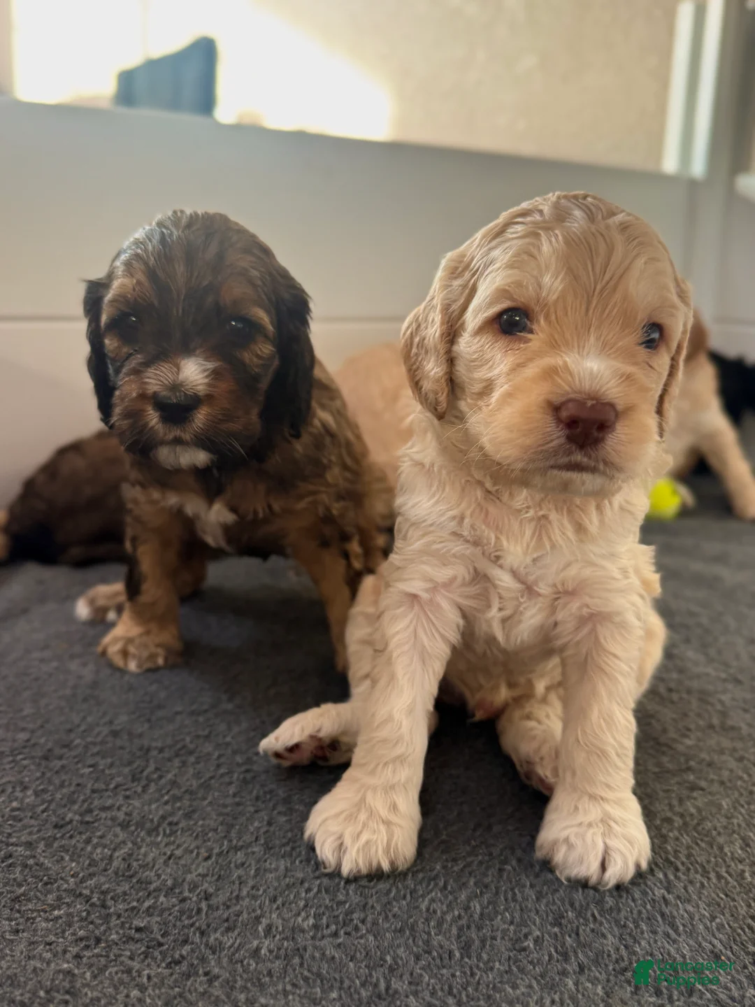 Cockapoo dogs for sale: Cockapoo Puppy 8 - Ad 2