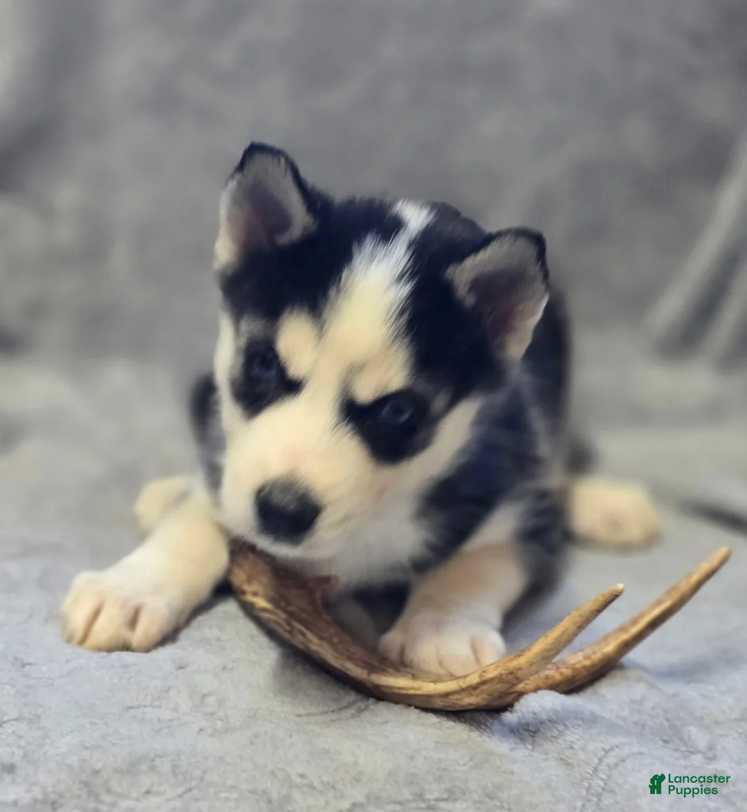 Siberian Husky dogs for sale: Balto - Ad 2