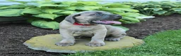 Cane Corso dogs for sale: Kiersten - Ad 3
