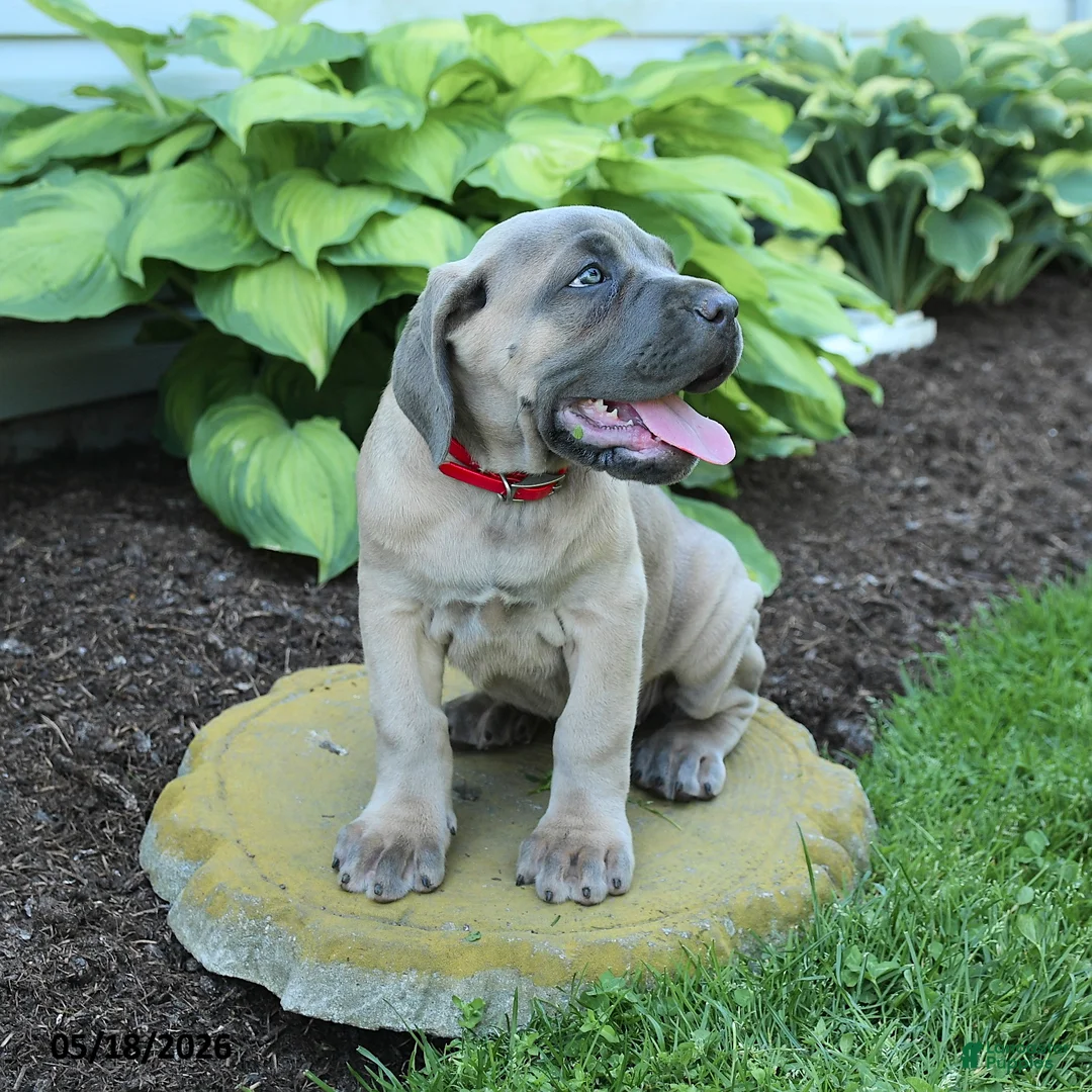 Cane Corso dogs for sale: Kiersten - Ad 3