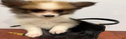 Pomeranian dogs for sale: Fluffy - Ad 1