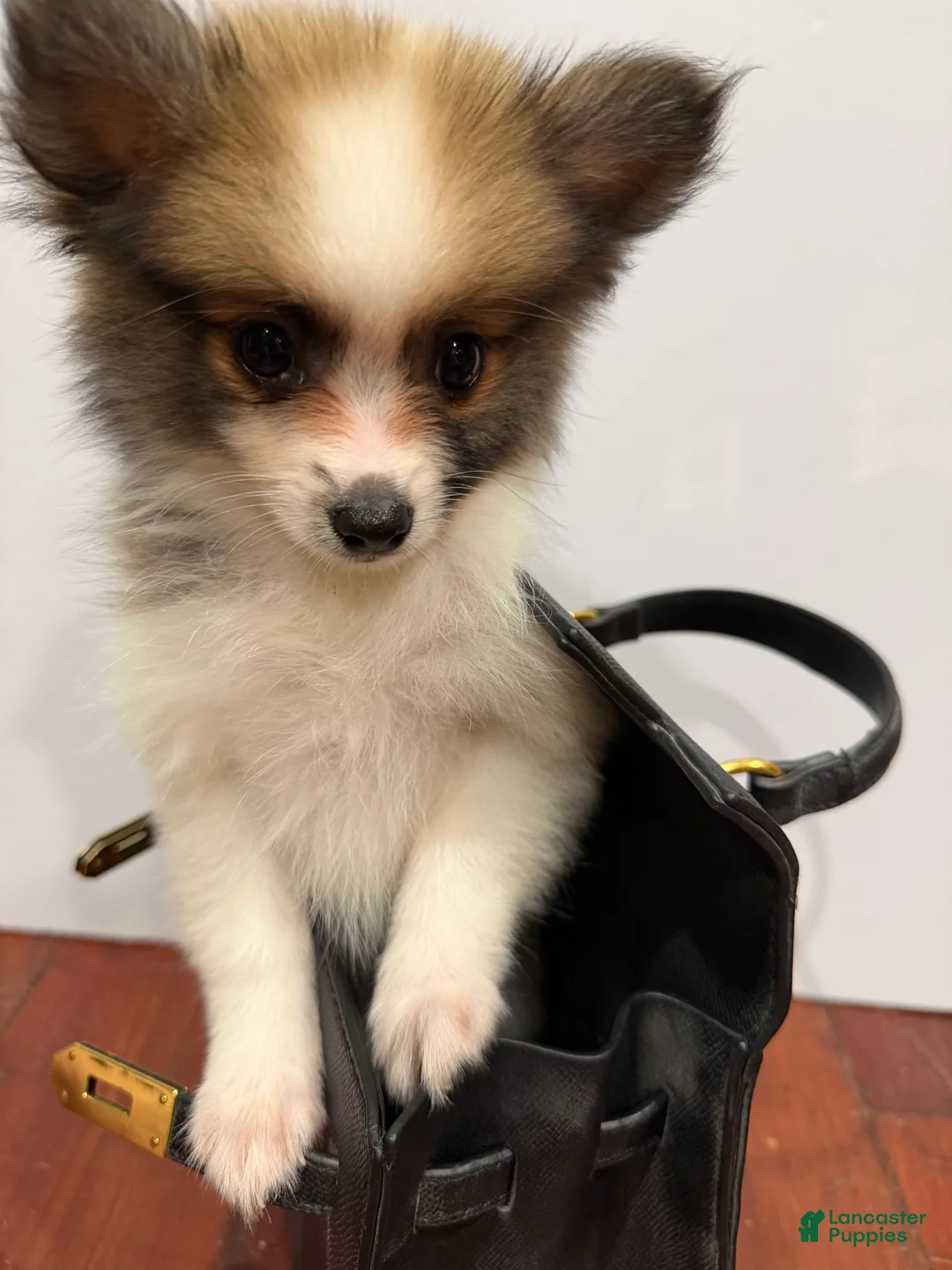 Pomeranian dogs for sale: Fluffy - Ad 1