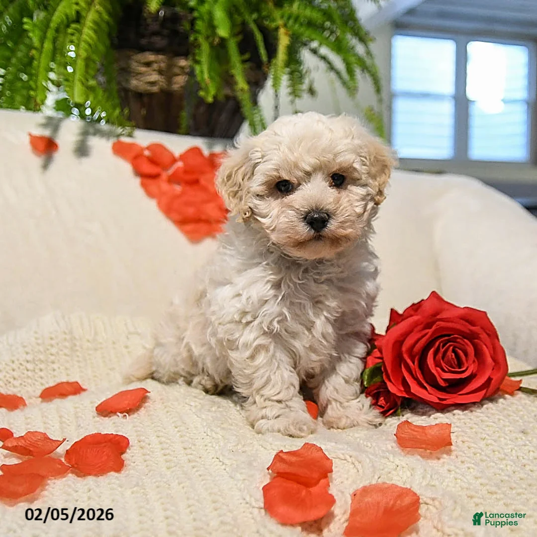Maltipoo dogs for sale: Austin - Ad 3