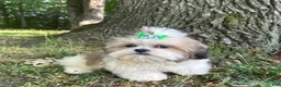 Shih Tzu dogs for sale: Zach - Ad 7