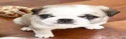 Pug dogs for sale: Panda fawn/white male  - Ad 4