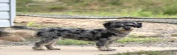 Toy Poodle dogs for sale: Cuddles - Ad 1