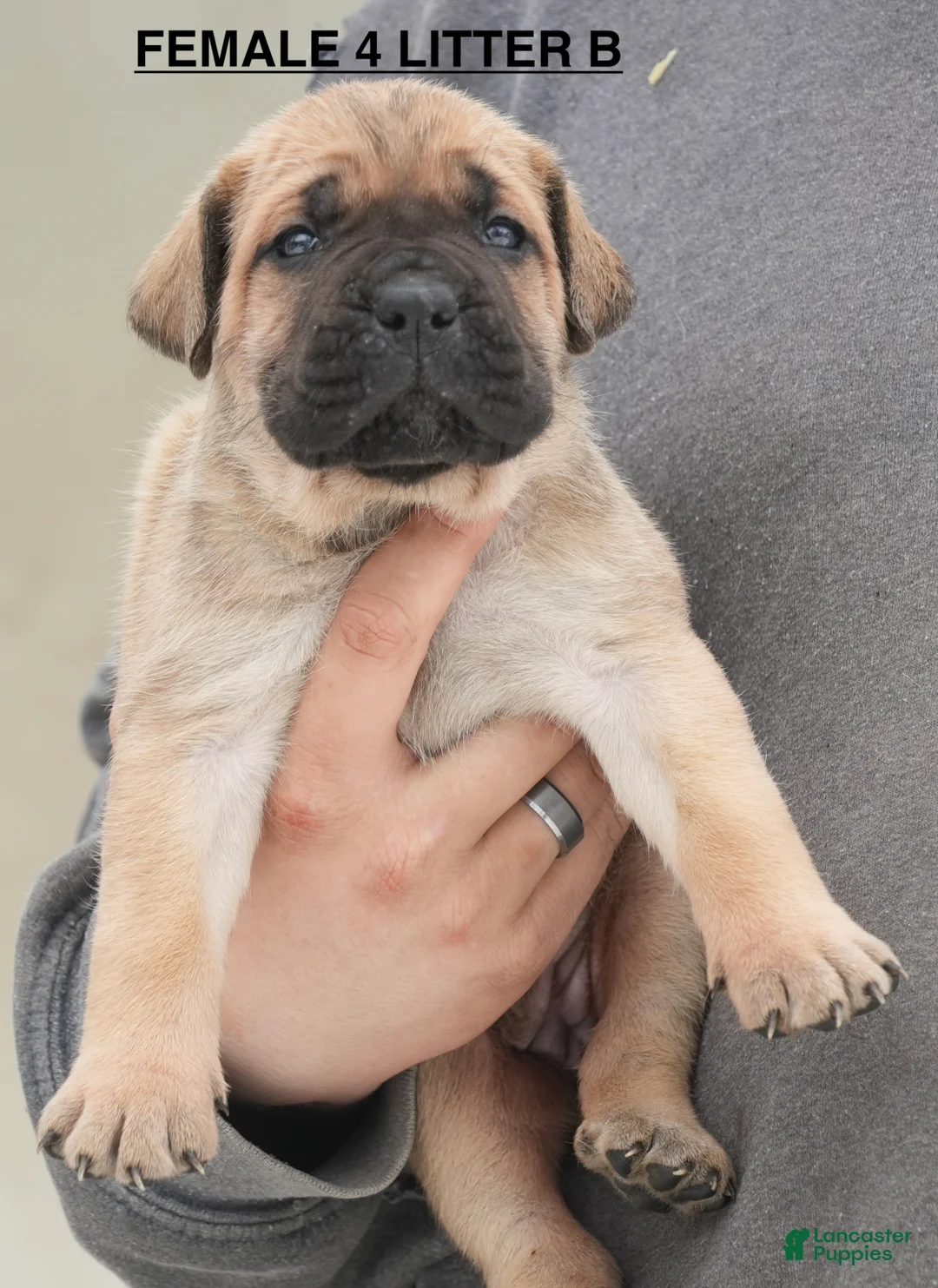 Cane Corso dogs for sale: Female 4 Litter B - Ad 1