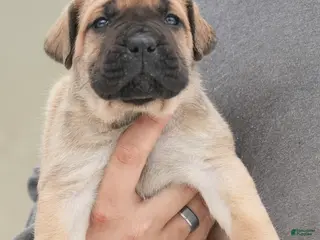 Cane Corso dogs Female 4 Litter B - Ad 28