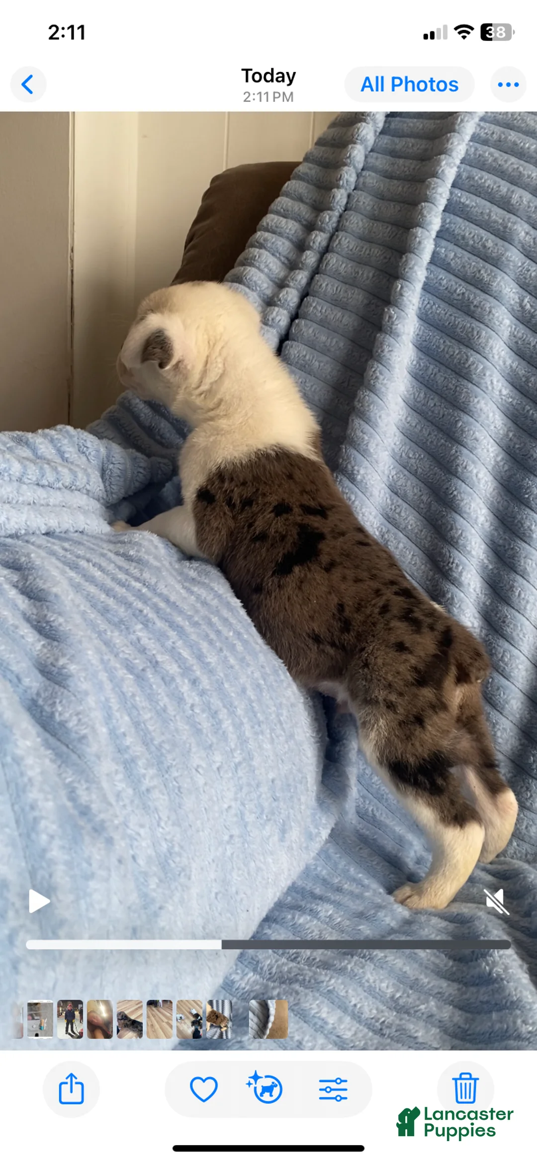 Mixed Breed dogs for sale: Jackson - Ad 6