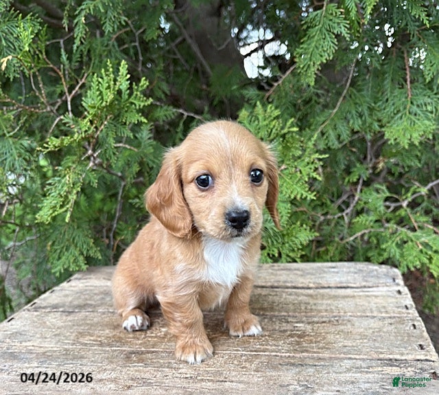 Dachshund dogs Honey - Ad 1