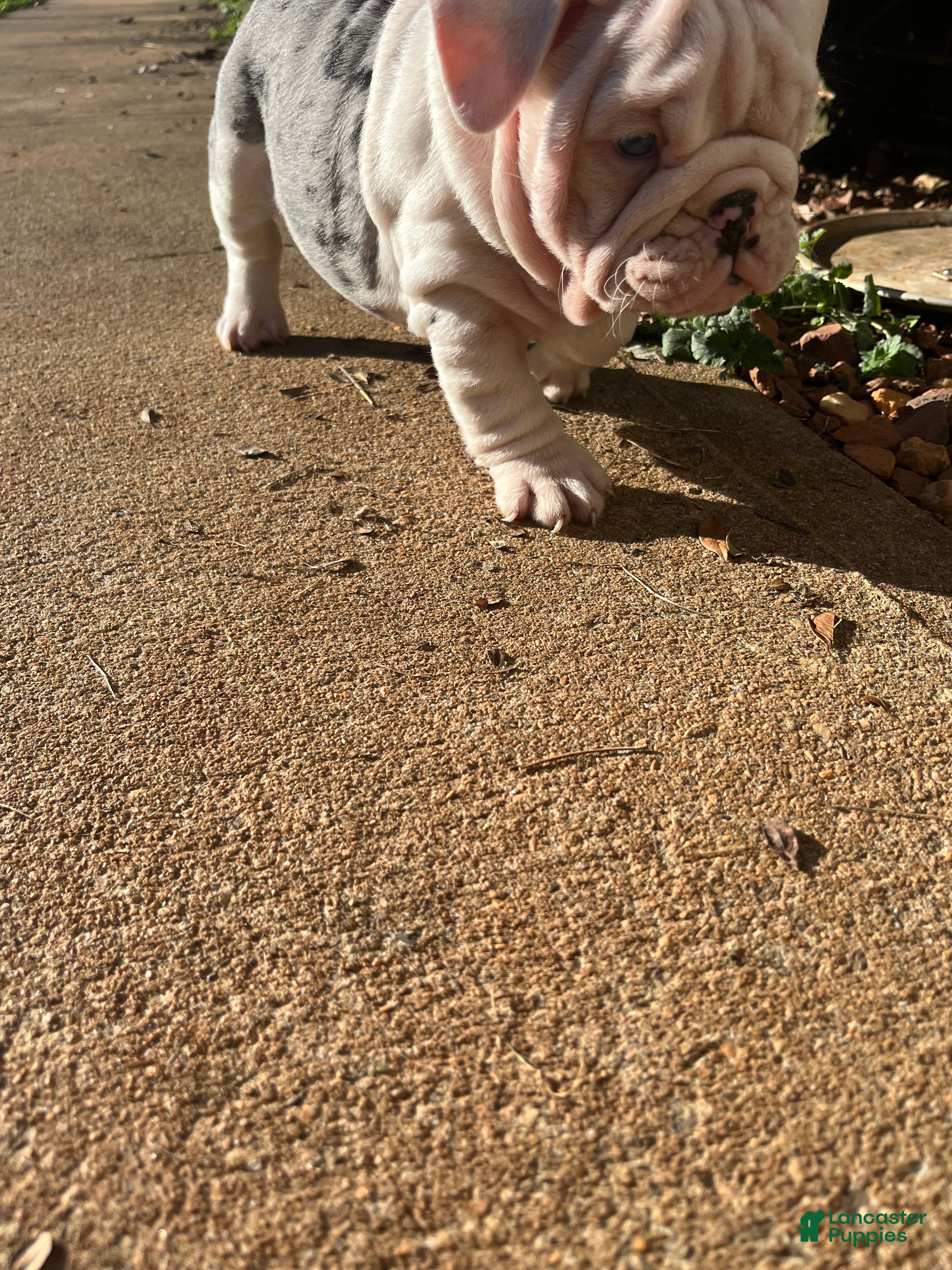 English Bulldog dogs Blueberry  - Ad 11