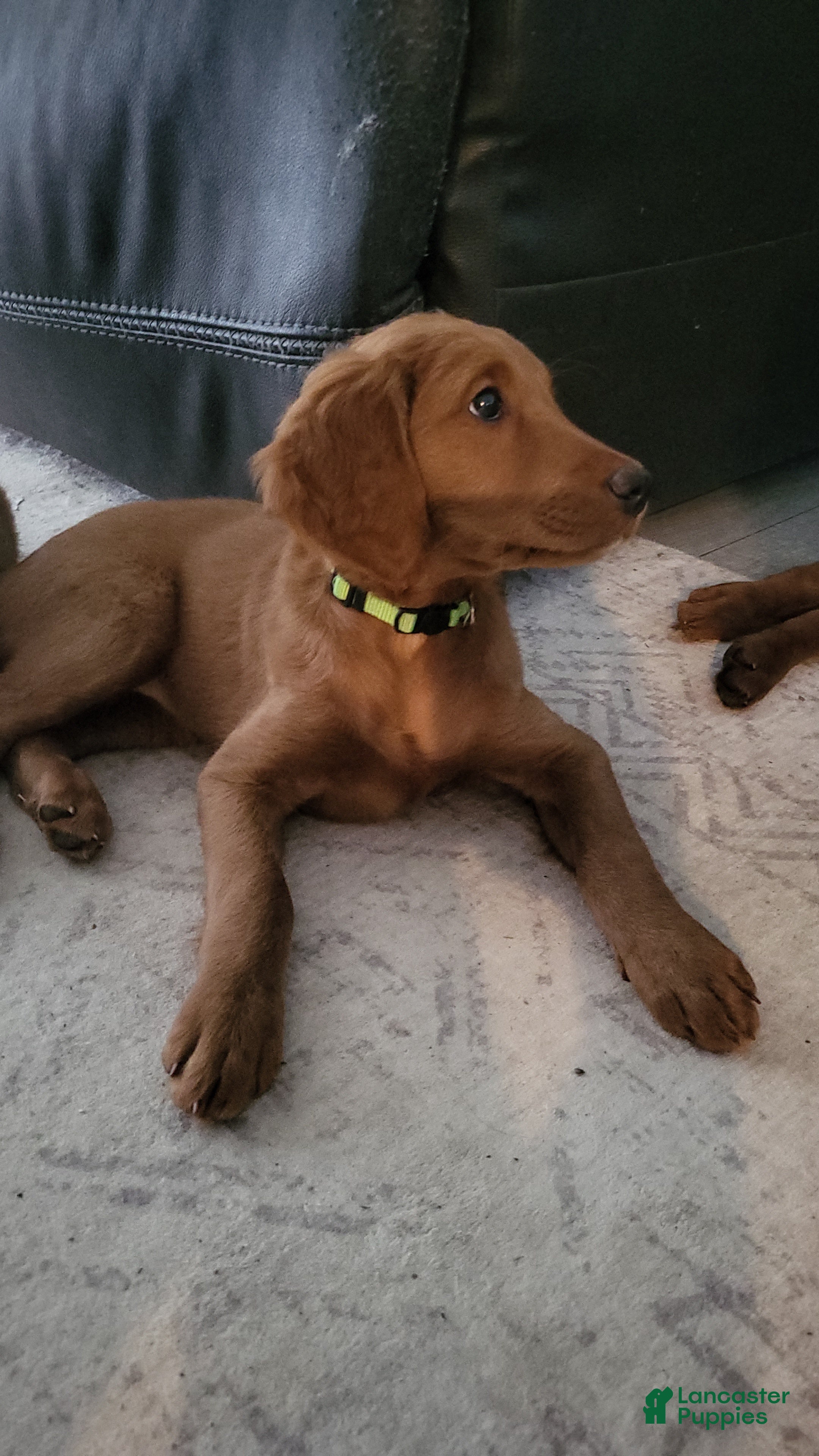 Mixed Breed dogs Lily - Irish Goldendoodle - Ad 2
