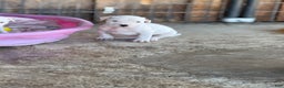 Dogo Argentino dogs for sale: Puppy M3 - Ad 32
