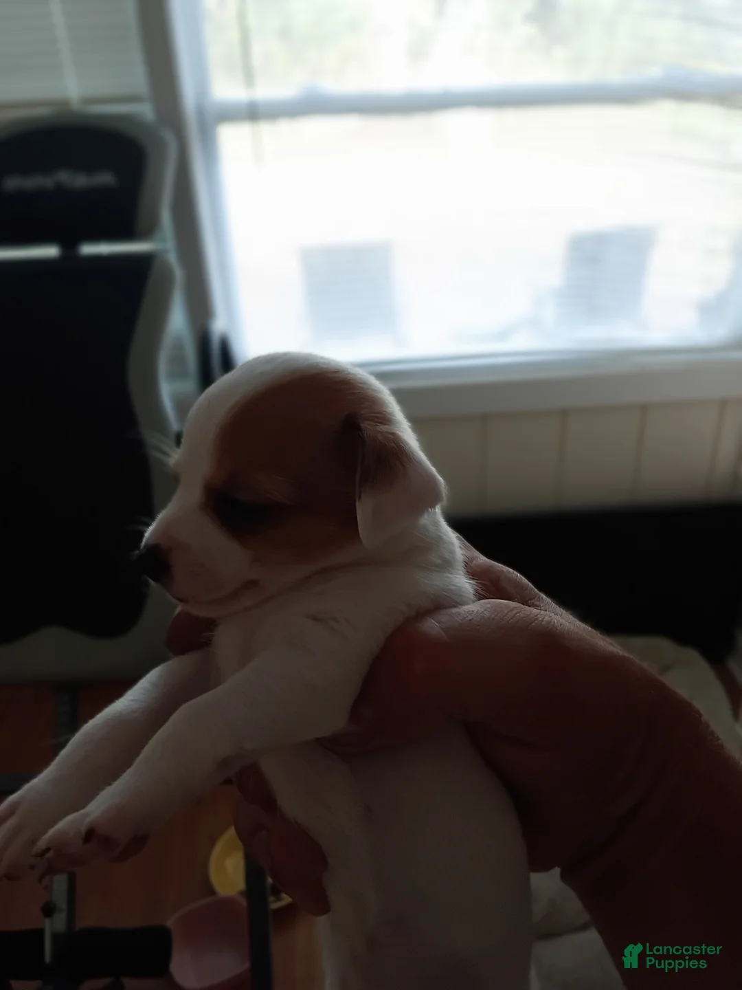 Chihuahua dogs for sale: Chihuahua Puppy 9 - Ad 1