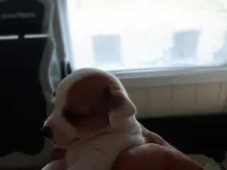 Chihuahua dogs Chihuahua Puppy 9 - Ad 21