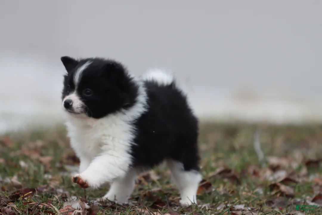 Pomeranian dogs for sale: Joker - Ad 2